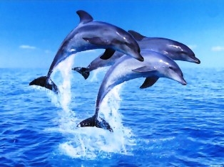 Dauphins